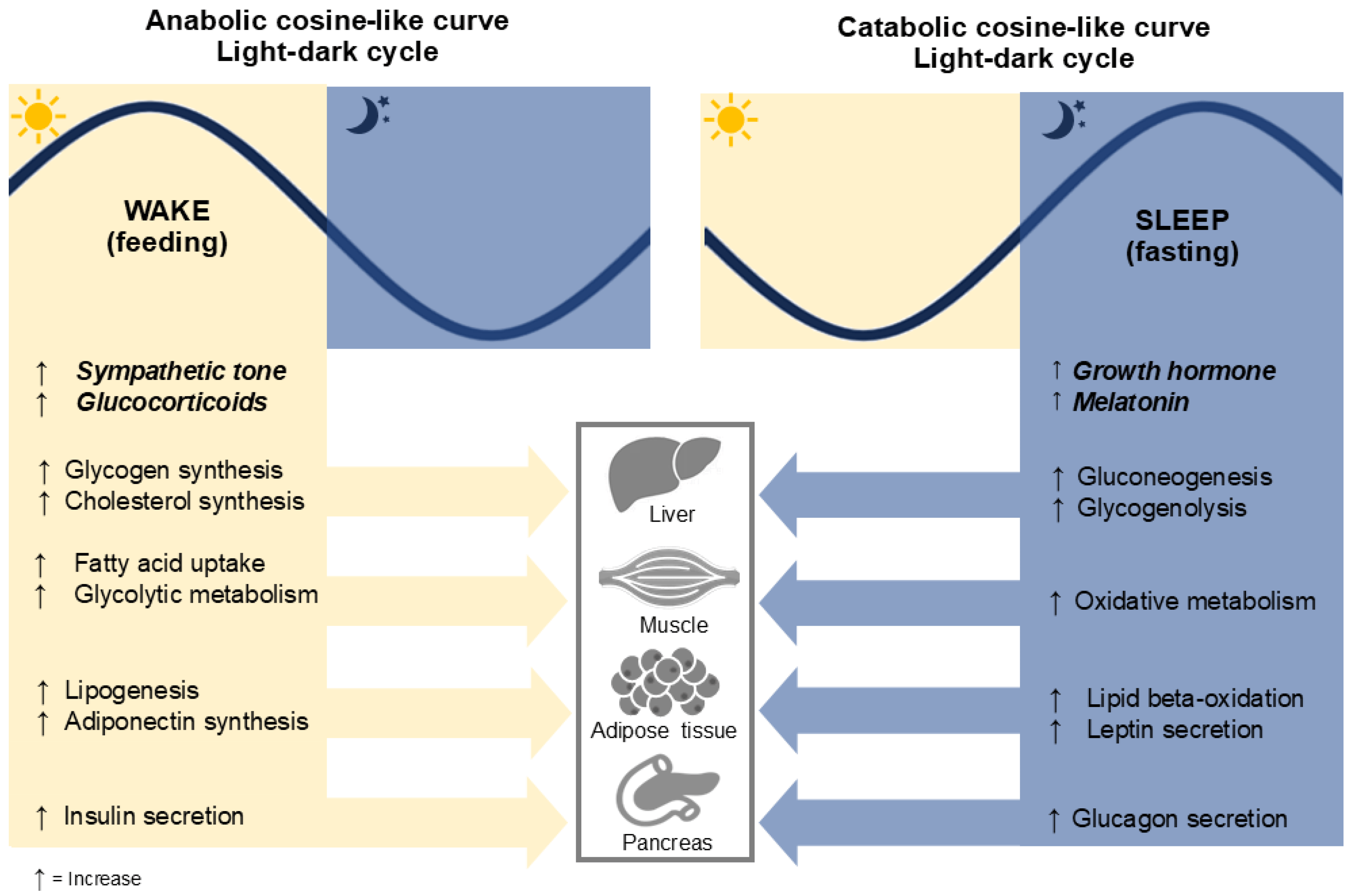 Imagen representativa de la investigación